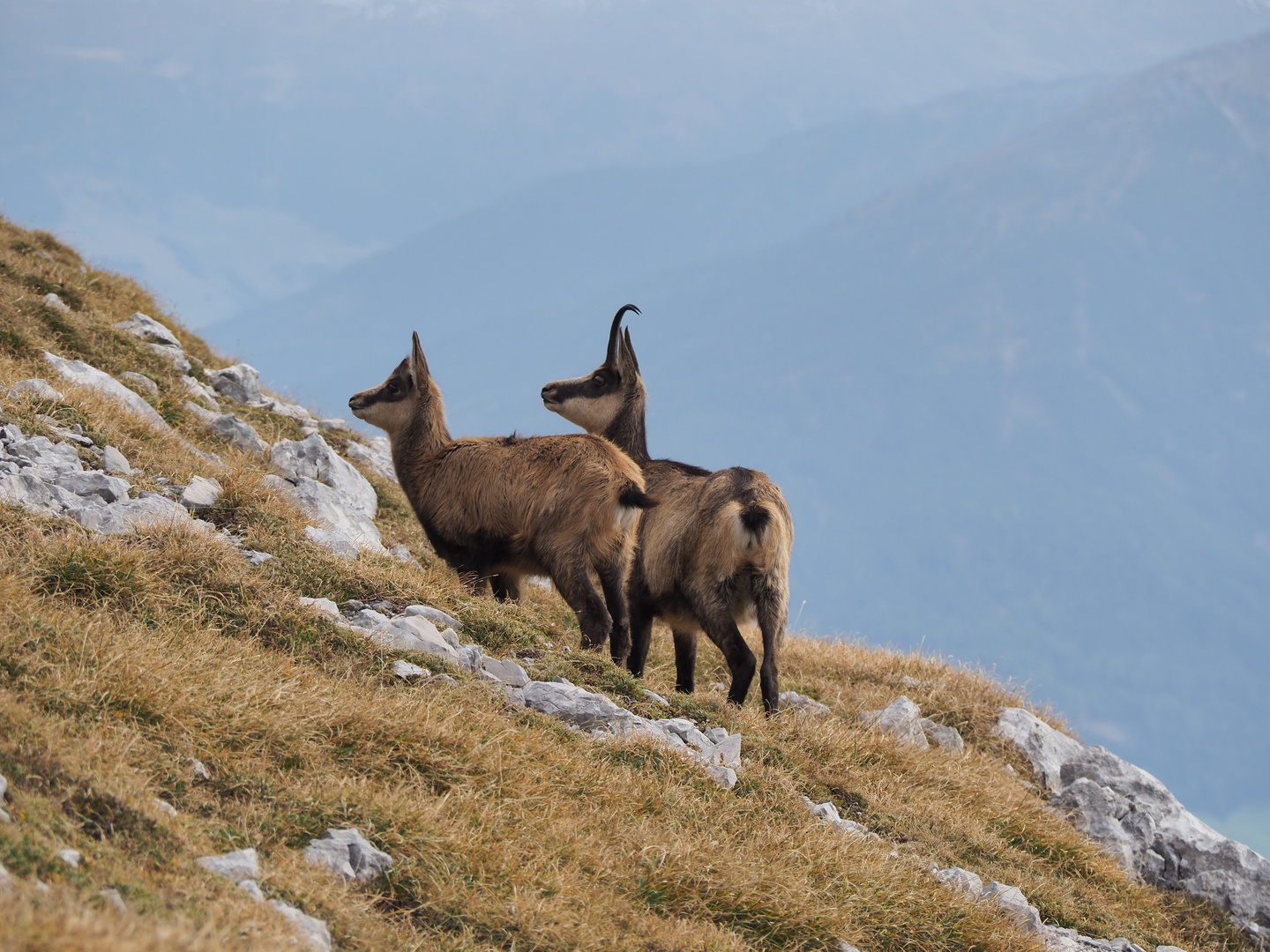 Gämse in den Alpen