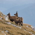 Gämse in den Alpen