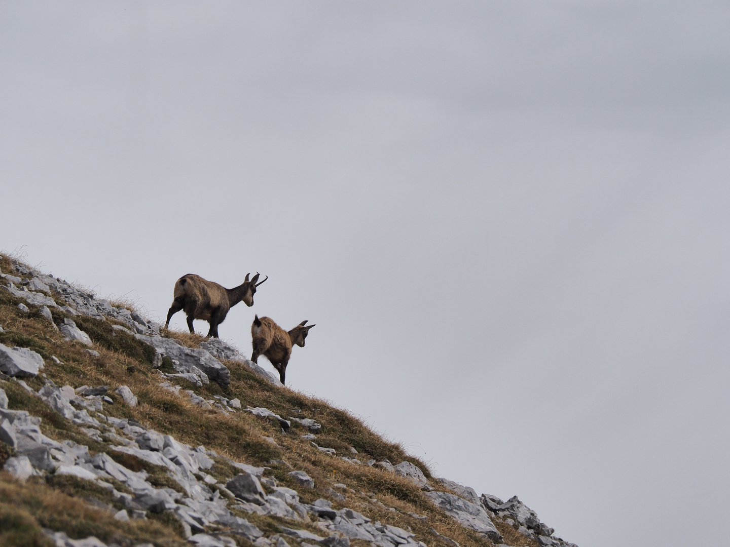 Gämse in den Alpen