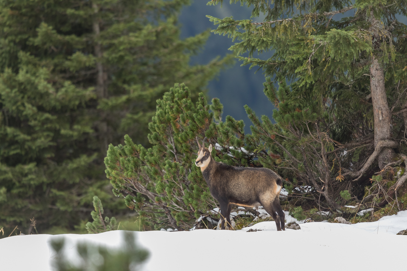 Gämse in den bayerischen Alpen