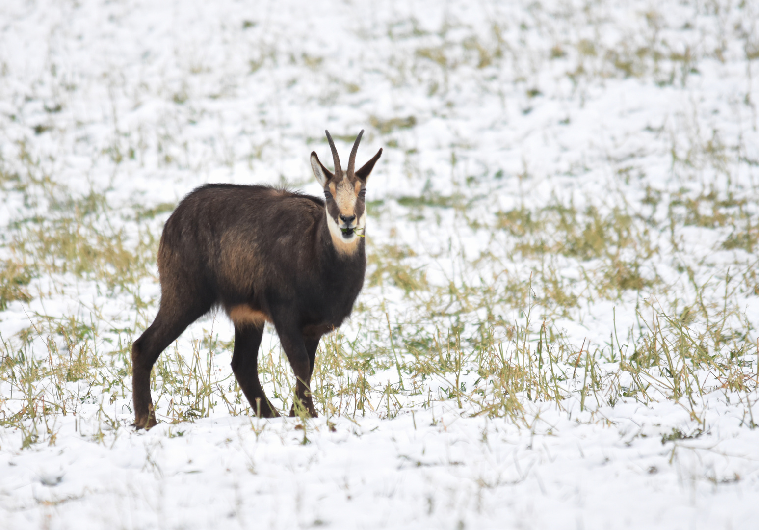 Gämse in der Winterlandschaft