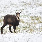 Gämse in der Winterlandschaft