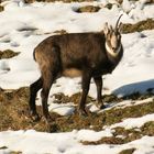 Gämse mit defektem Horn