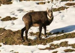 Gämse mit defektem Horn