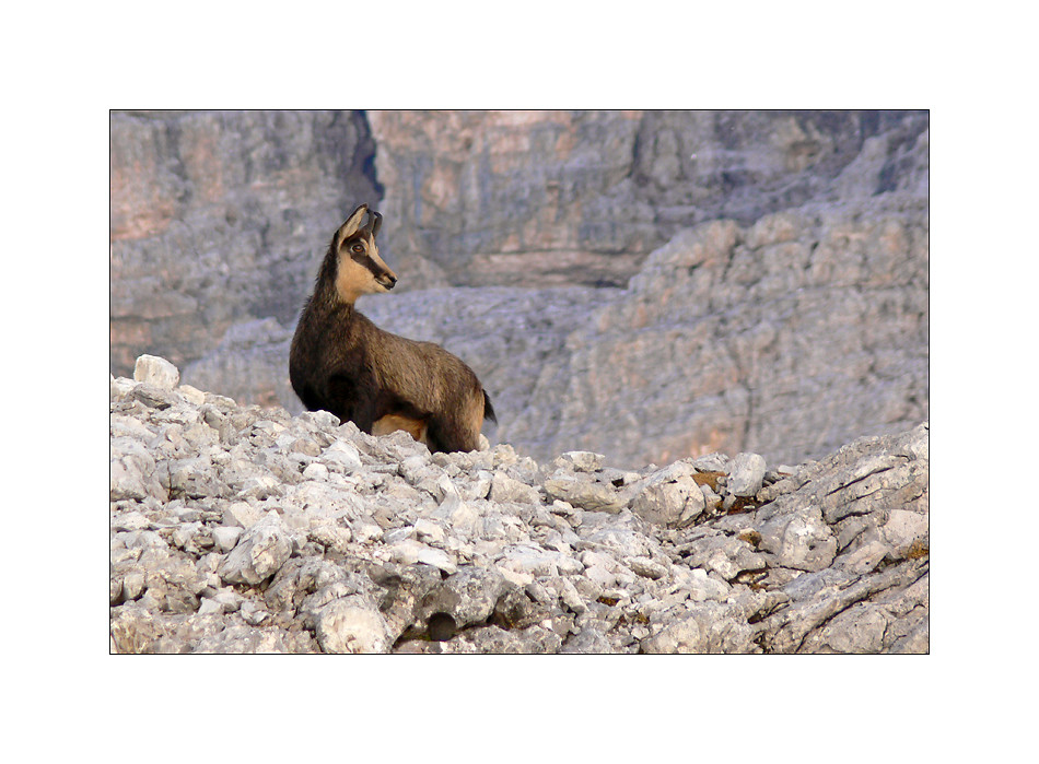 Gämse oder Gemse in den Cortineser Dolomiten