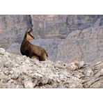 Gämse oder Gemse in den Cortineser Dolomiten