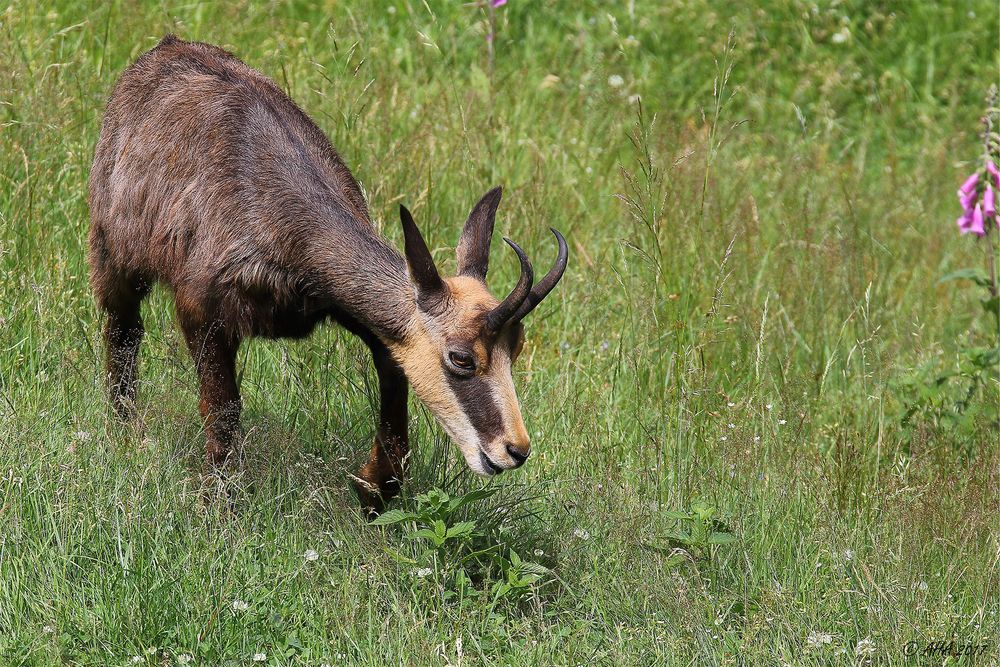 Gämse (Rupicapra rupicapra)