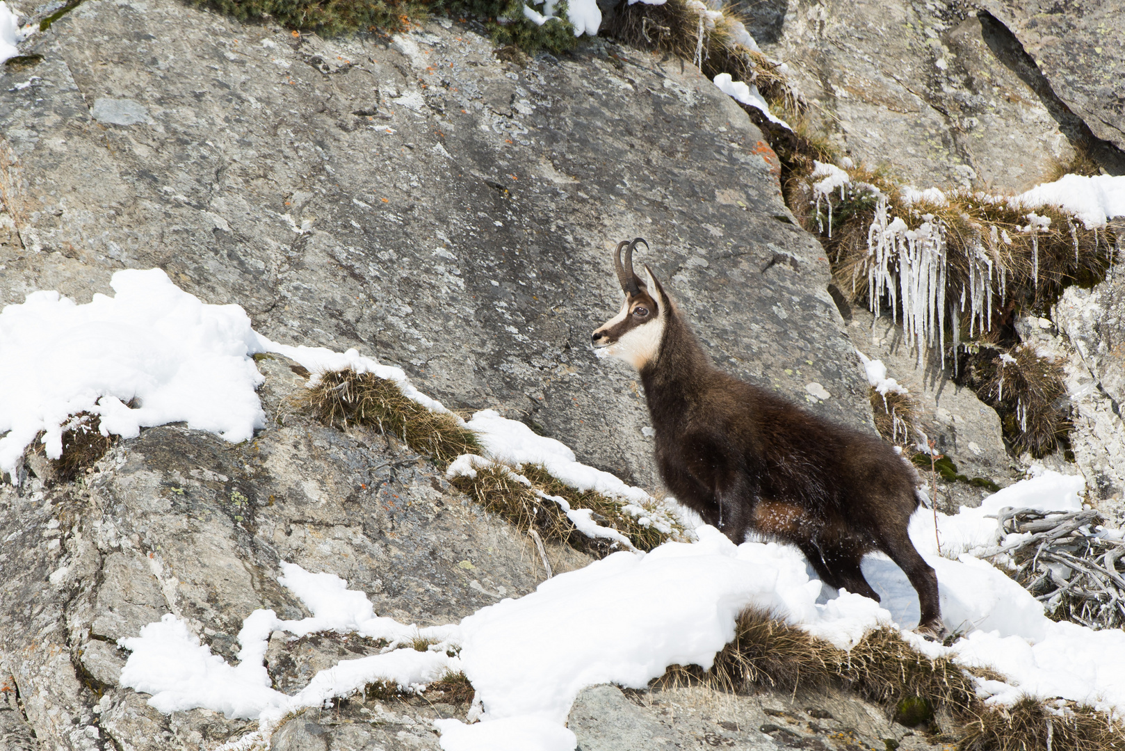 Gämse (Rupicapra rupicapra); Brunftbock