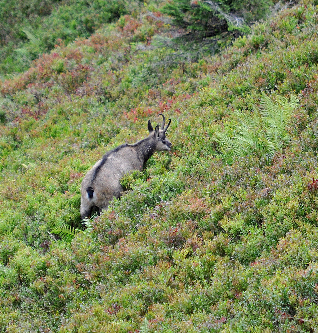 Gämse (Rupicapra rupicapra)