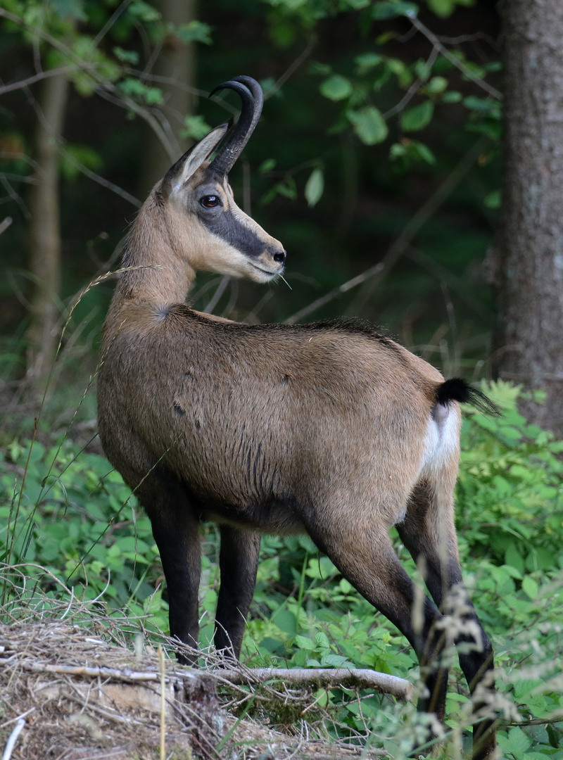 Gämse (Rupicapra rupicapra) 