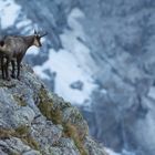 Gämse (Rupicapra rupicapra); nachdenklicher Blick ins Tal