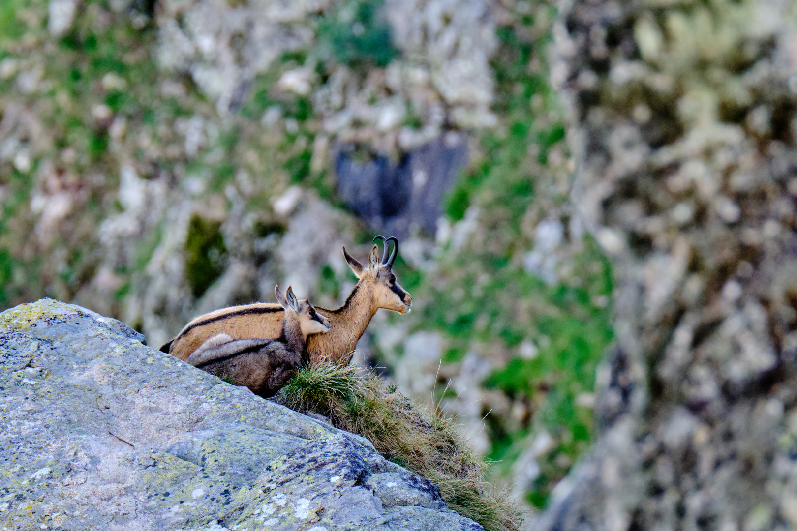 Gämsen auf dem Felsen