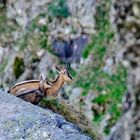 Gämsen auf dem Felsen