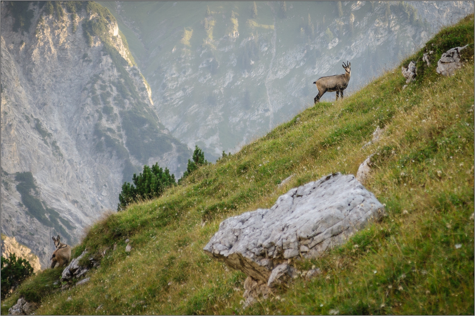 Gämsen ... im Blick