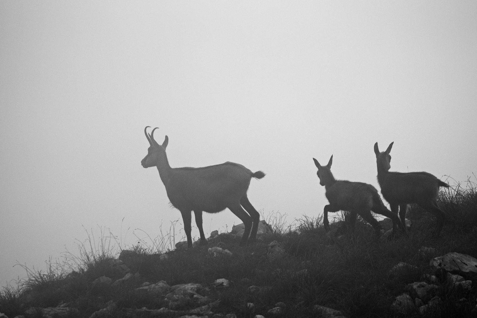 Gämsen im Nebel