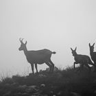 Gämsen im Nebel