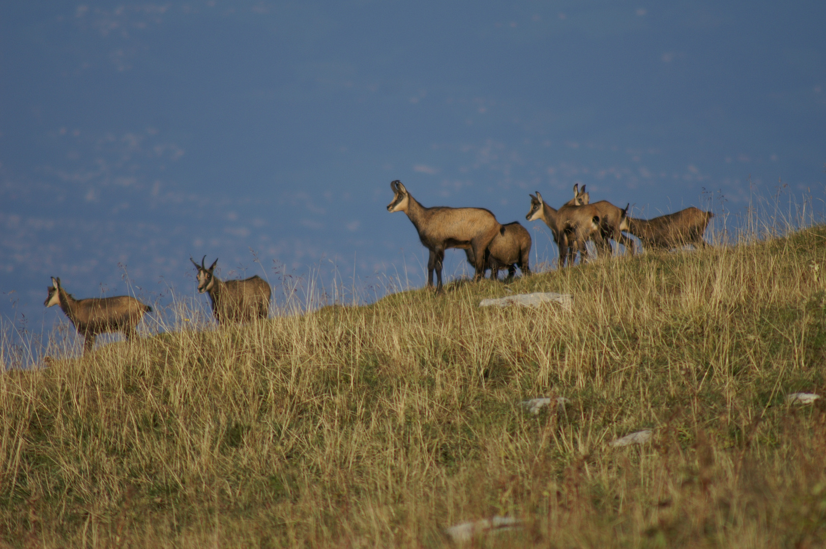 Gämsen in der freien Wildbahn