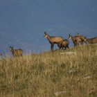 Gämsen in der freien Wildbahn