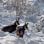 Gämsen (Rupicapra rupicapra) im tiefen Schnee.  -  Deux chamois dans la neige profonde.