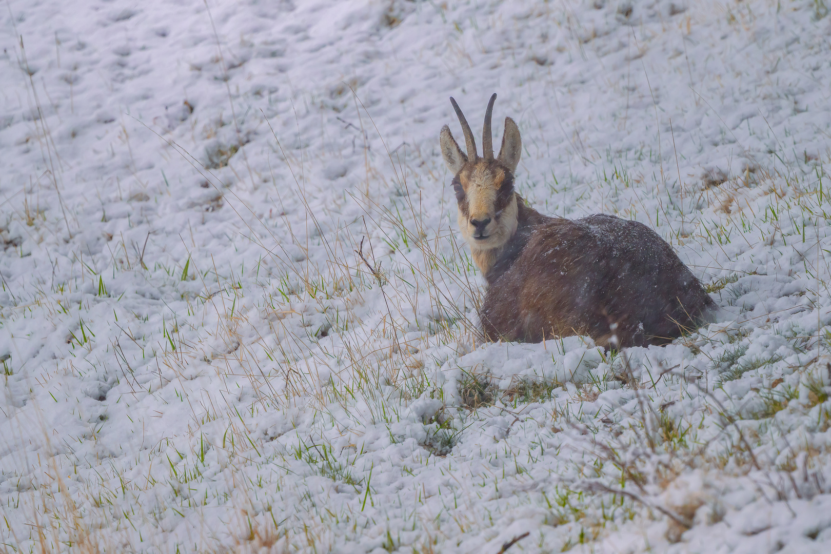 Gämsgeis im Schneetreiben