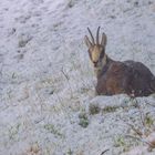 Gämsgeis im Schneetreiben