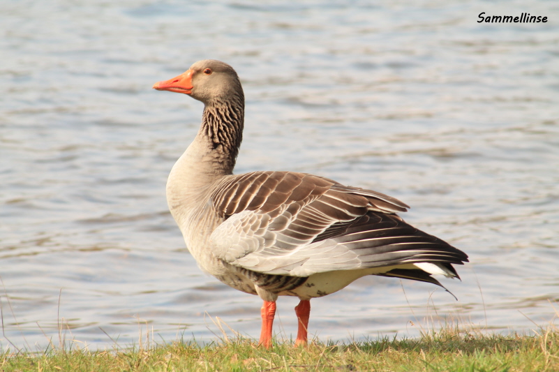 Gänschen