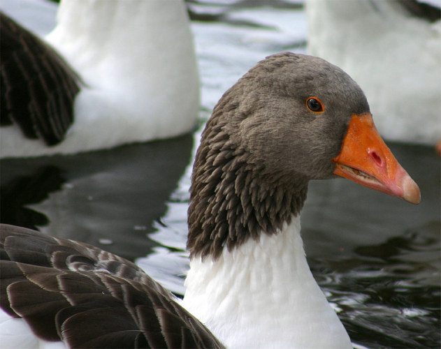 Gänschen