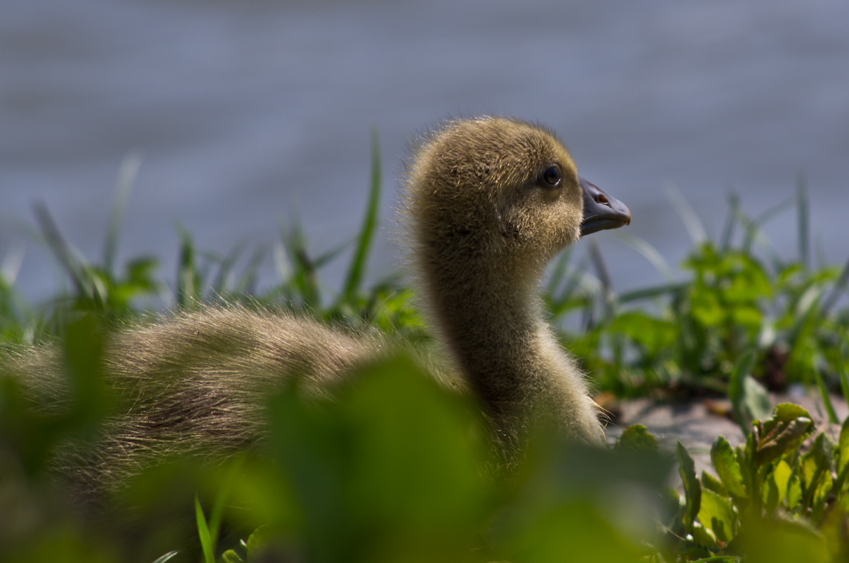 Gänschen am Rhein