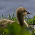 Gänschen am Rhein