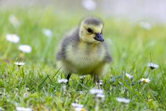 Gänschen an Gänseblümchen