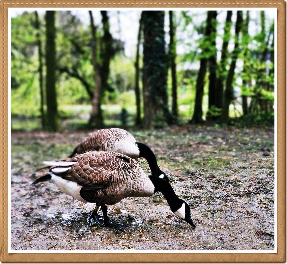 Gänschen auf Freiersfüßen