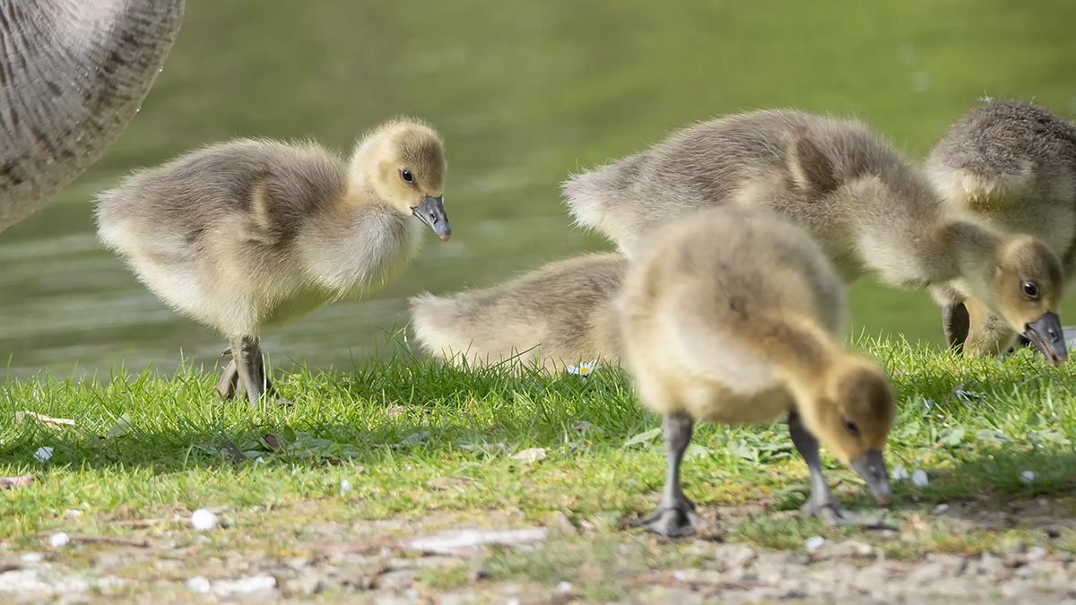 Gänschen beim Landgang