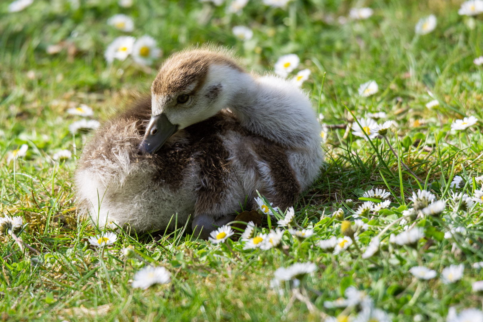 Gänschen in Gänseblümchen