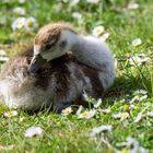 Gänschen in Gänseblümchen