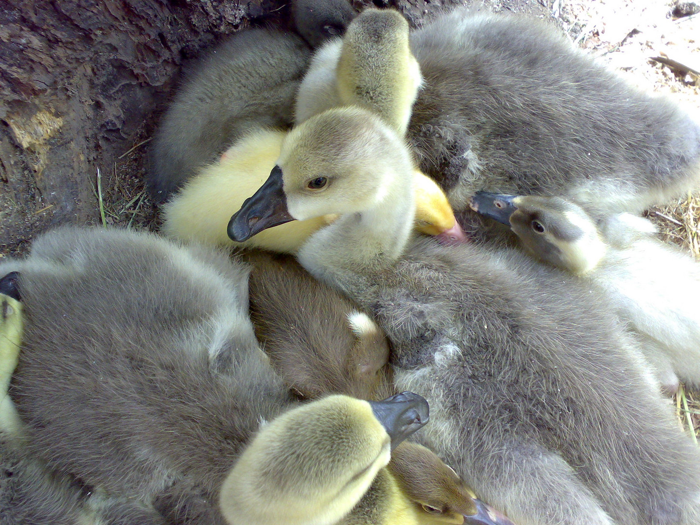 Gänschen klein