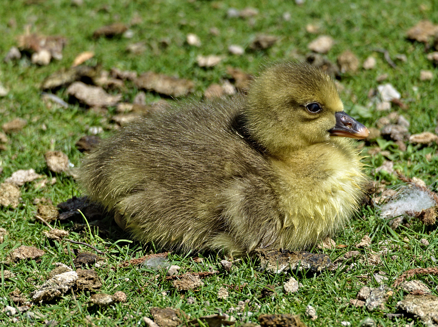 Gänschen klein