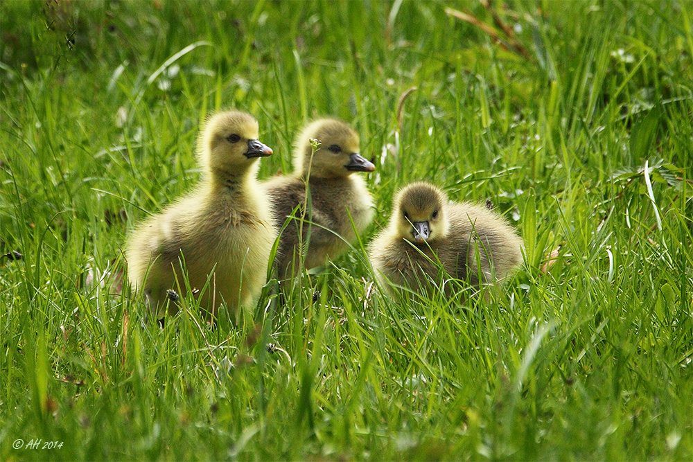 Gänschen klein ... ;-)