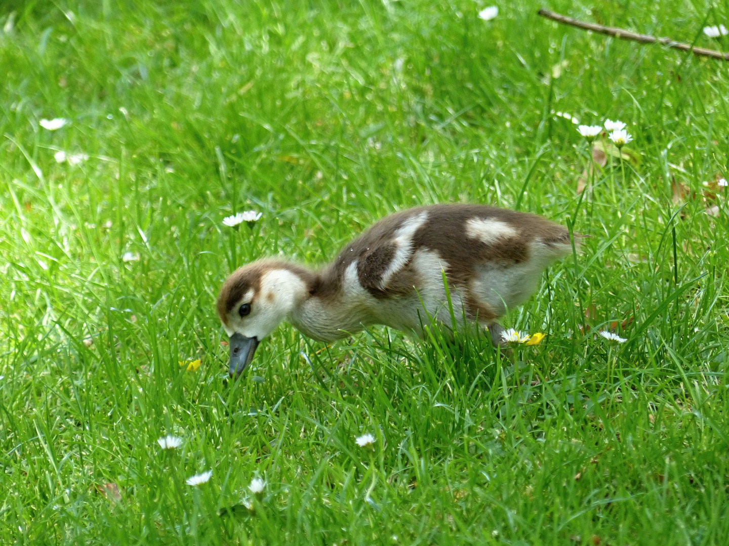 Gänschen klein