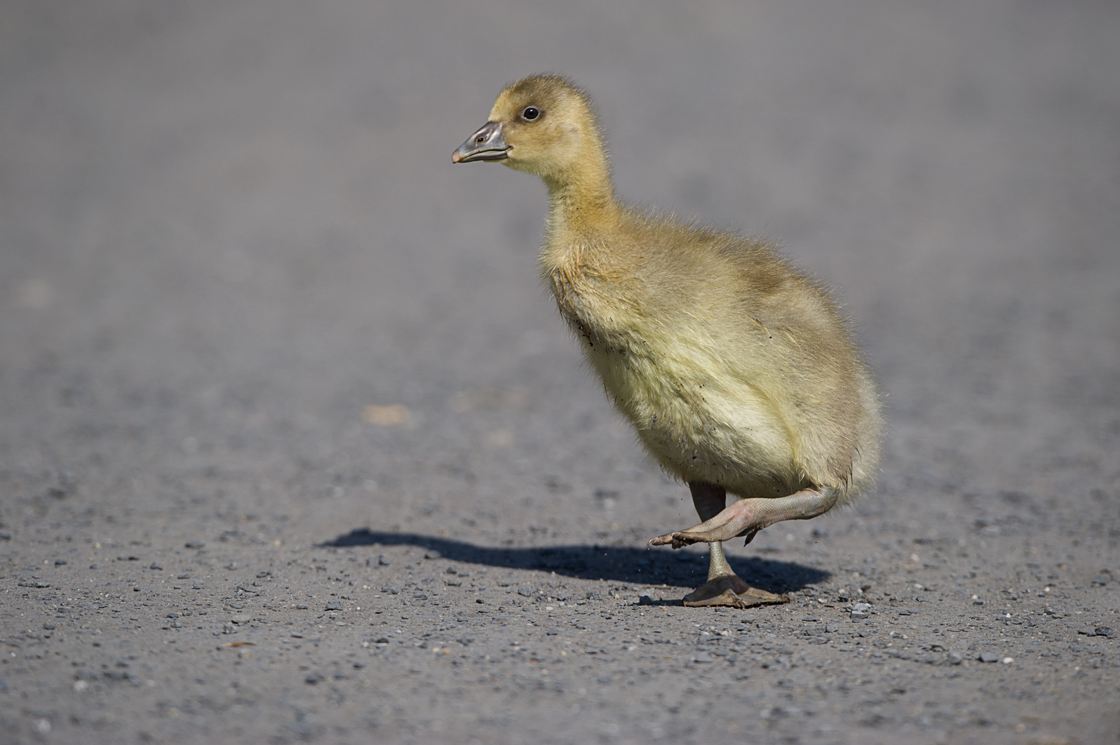 Gänschen klein ging allein