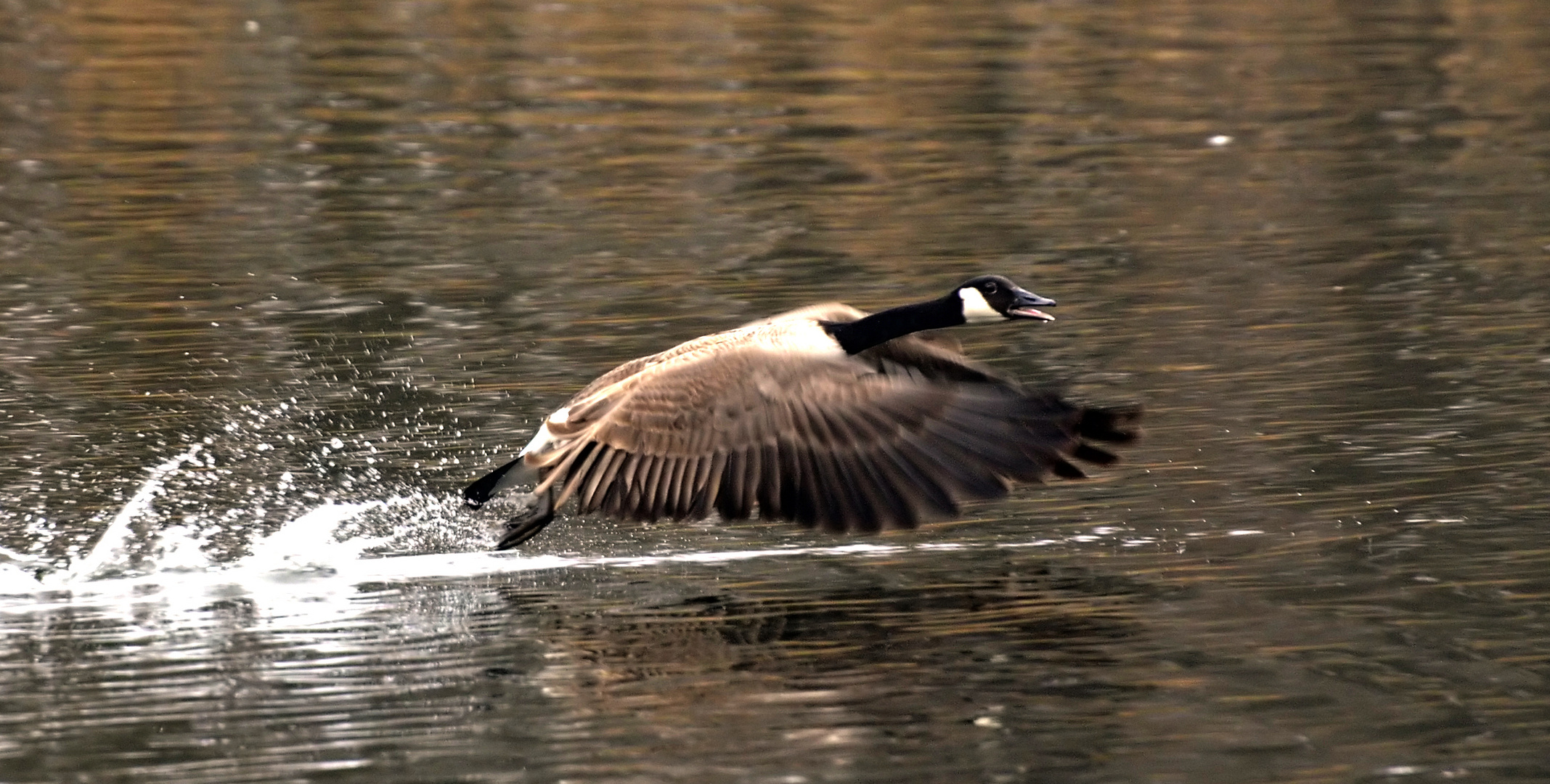 Gänse 2: Abgehoben