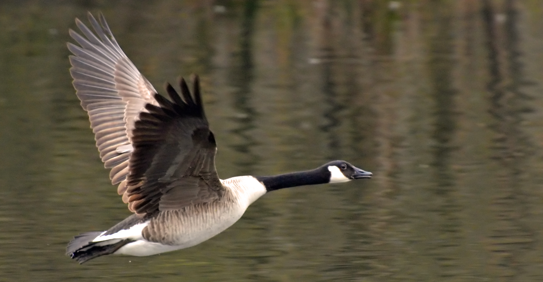 Gänse 3: Im Flug