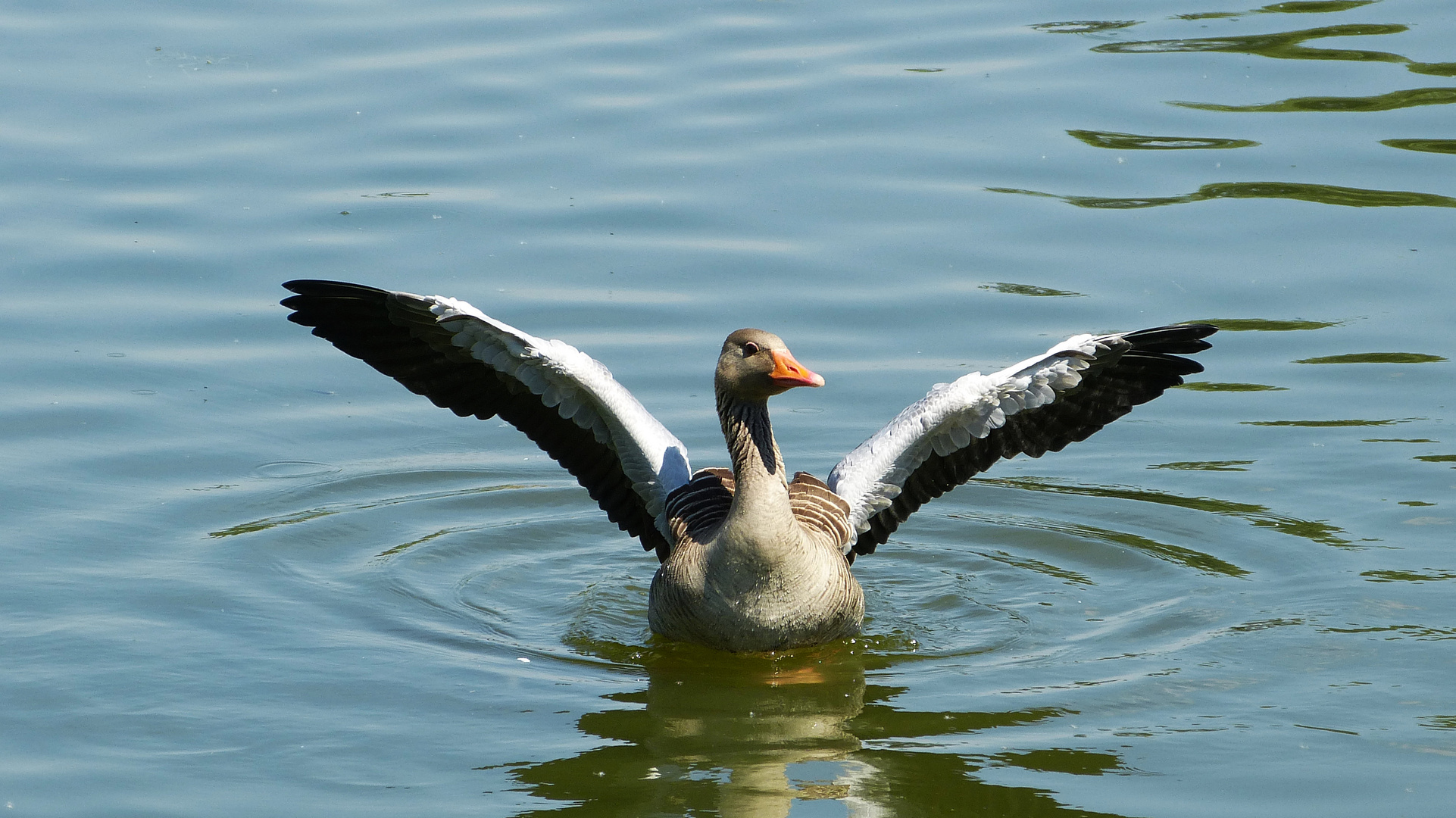 Gänse 