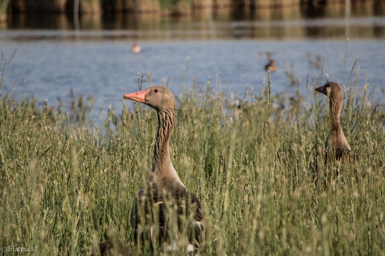 Gänse