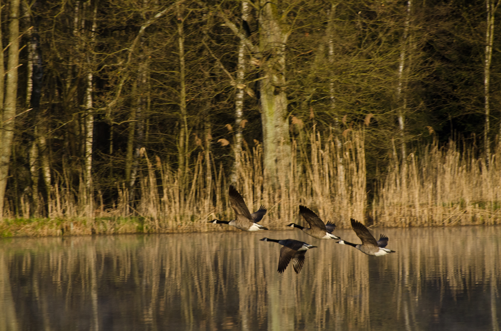 Gänse 4: Kanadagänse in Formationsflug