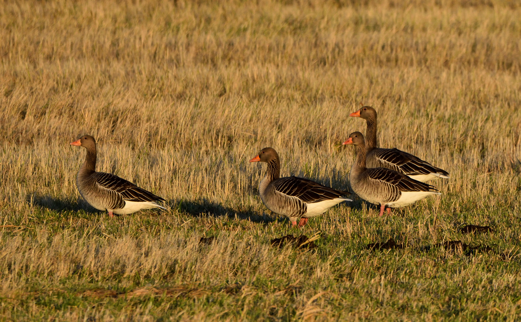 Gänse