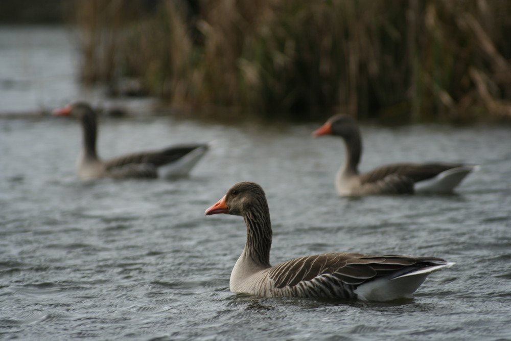 Gänse