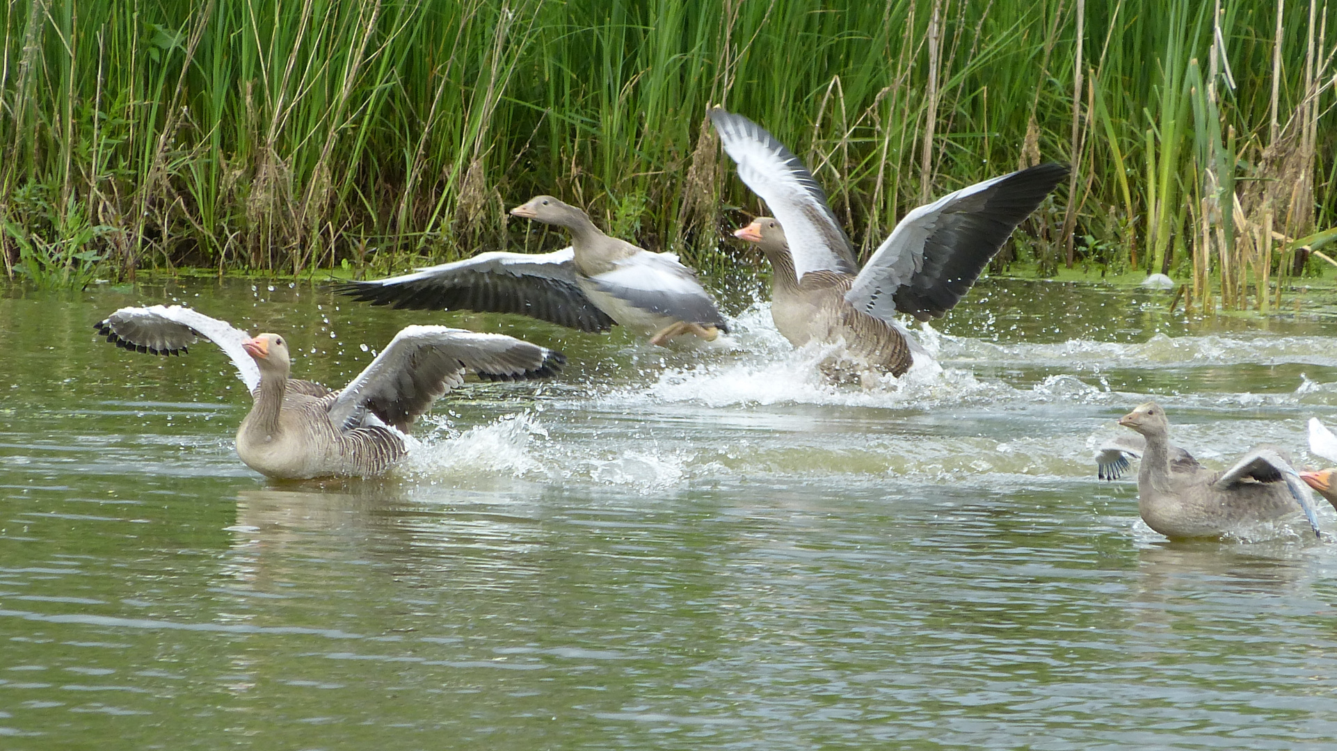 Gänse  