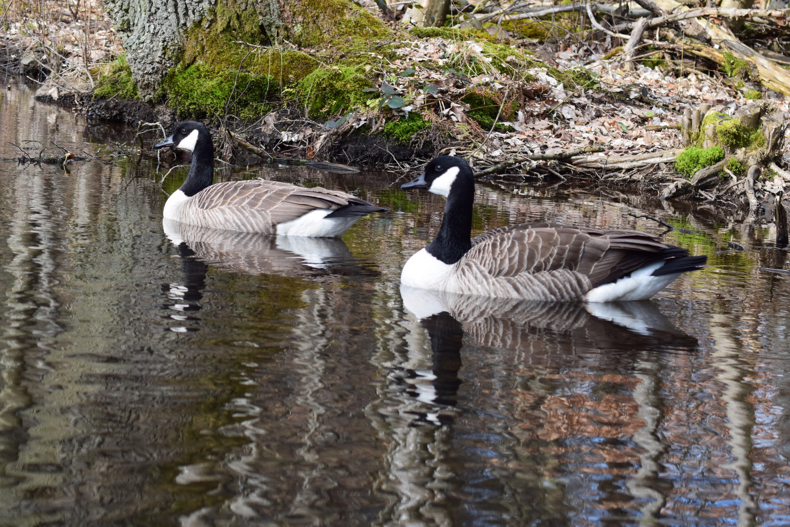 Gänse