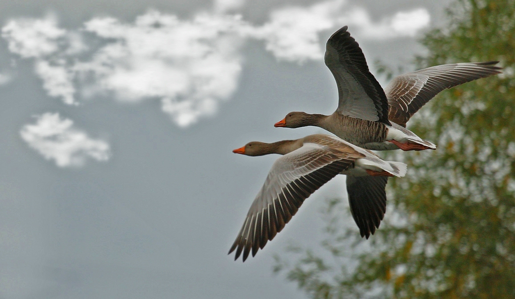 Gänse