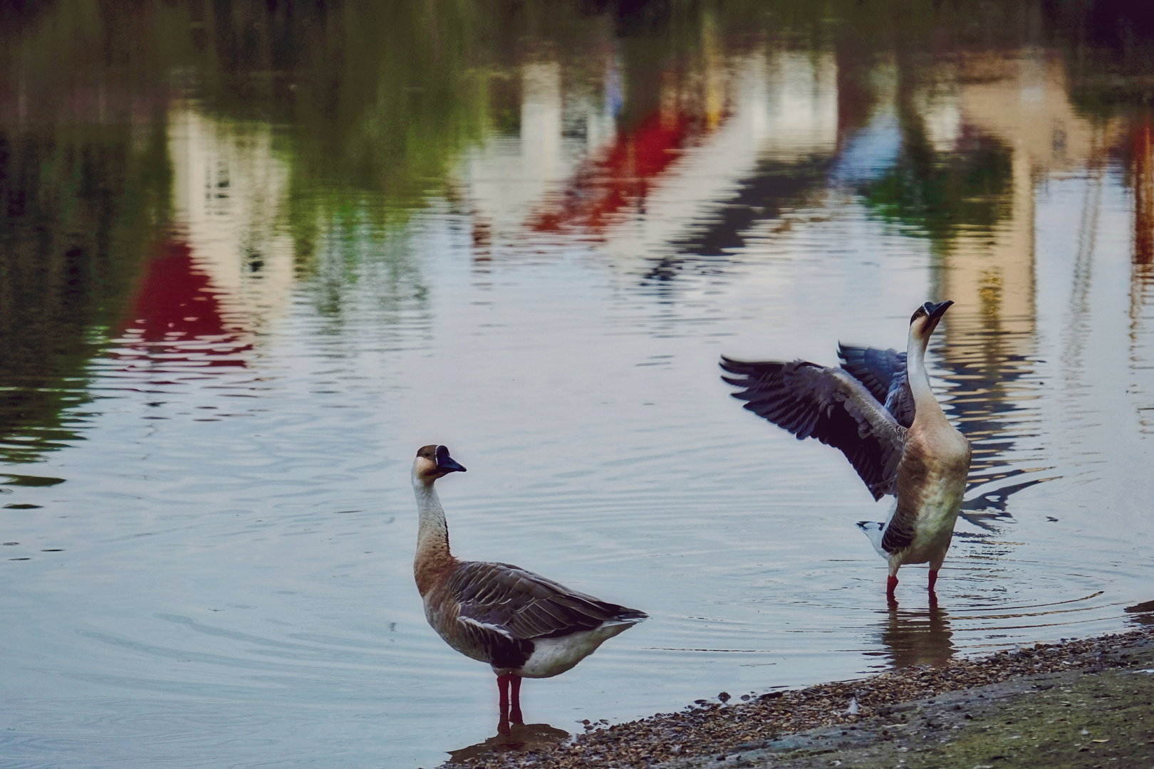 Gänse, Abendlicht